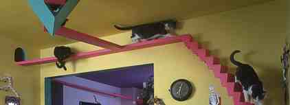 La maison des chats