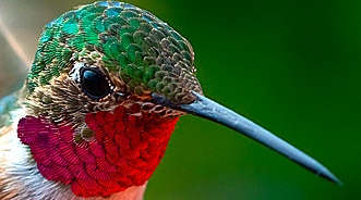 Colibri