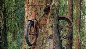 Vélo dans un arbre